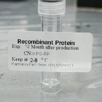 recombinant protein
